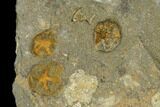 Fossil Starfish (Petraster?) & Edrioasteroids (Spinadiscus) - Morocco #118073-2